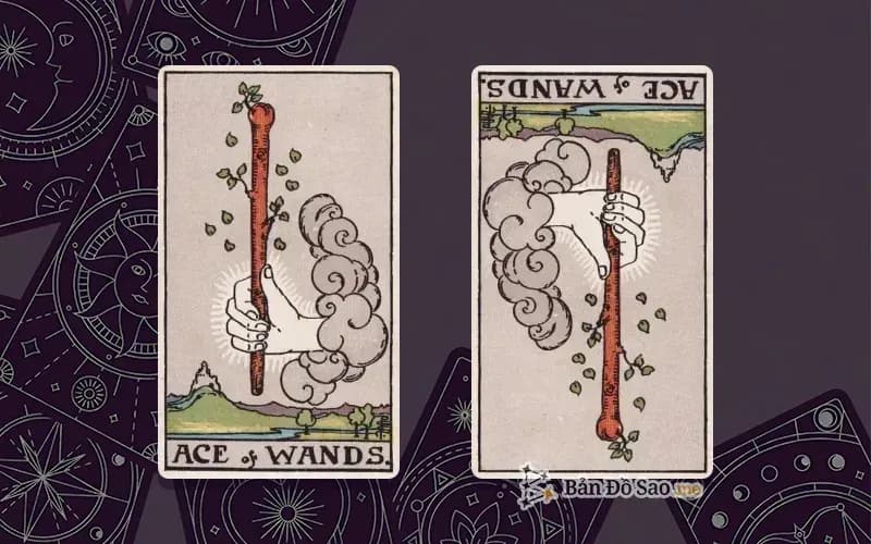 Lá bài Ace of Wands xuôi và ngược, so sánh chiều